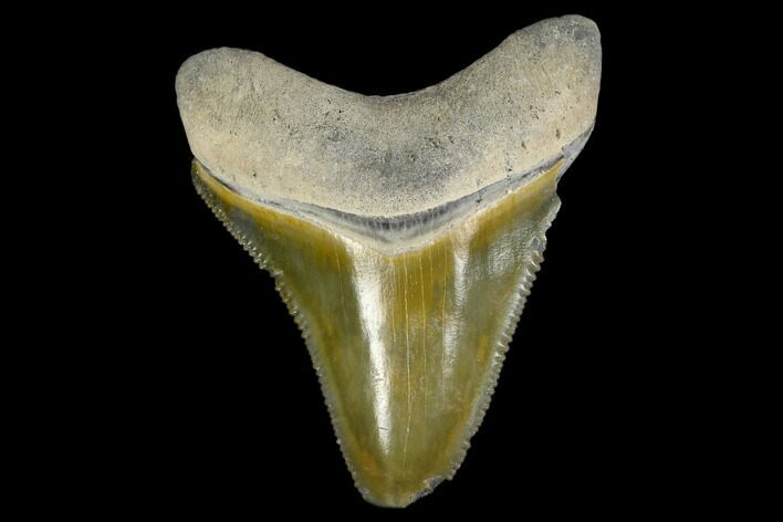 Serrated, Fossil Megalodon Tooth - Florida #114104